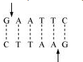 Biotechnology: Principles & Processes NCERT Solutions | Biology Class 12 - NEET