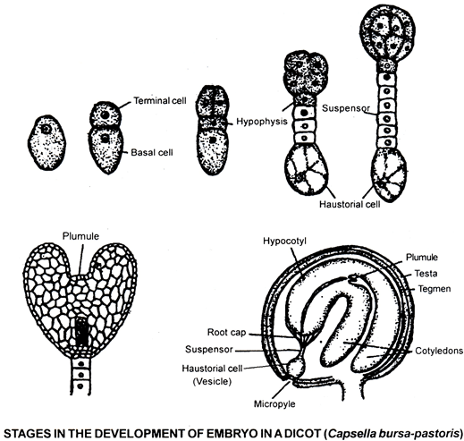 Sexual Reproduction in Flowering Plants, Chapter Notes, Class 12, Biology, Part -2