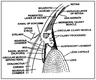 Receptors & Human Eye | Biology A-Level - A Level