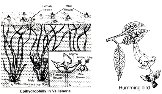 Sexual Reproduction in Flowering Plants, Chapter Notes, Class 12, Biology, Part -2