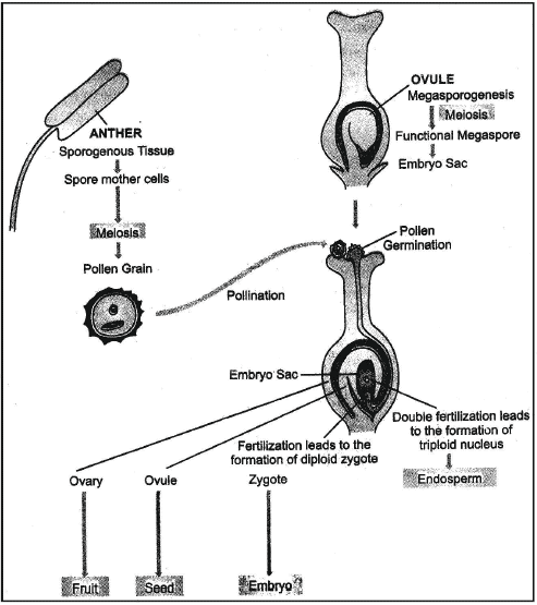 Vegetative Reproduction & Reproduction in Flowering Plants - Class 10