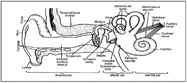 The Tongue & Ear | Biology A-Level - A Level