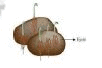 NCERT, Solutions, REPRODUCTION, ORGANISMS, Class 12, Biology, XII, Notes, Diagrams, Question Answer,Question and Answer (Q & A)