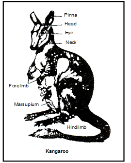 Class: Mammalia | Additional Study Material for NEET