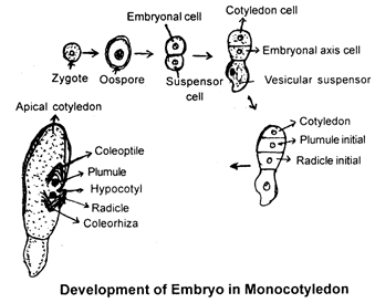 Sexual Reproduction in Flowering Plants, Chapter Notes, Class 12, Biology, Part -2
