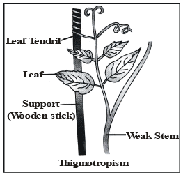 Thigmotropism Diagram