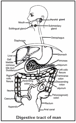 Digestive System, Chapter Notes, Class 11,Biology