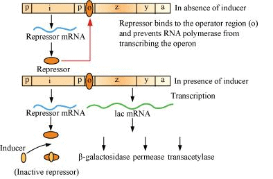 Fig: Negative regulation