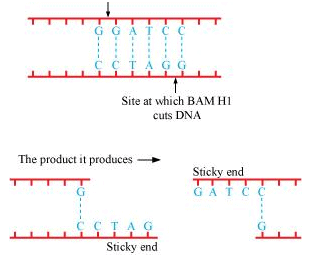 Restriction Enzyme