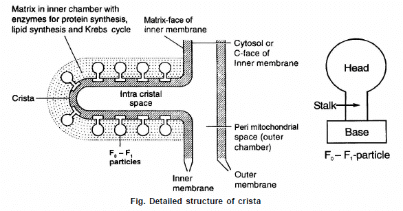 Cell Biology, Chapter Notes, Class 11, Biology