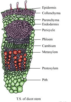 NCERT Solutions Class 11 Biology Chapter 6 - Anatomy of Flowering Plants