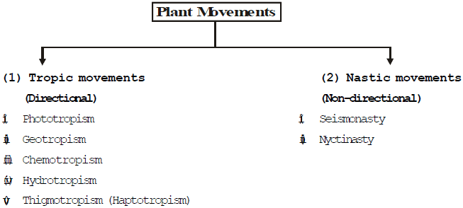 Coordination in Plants | Biology for Grade 10