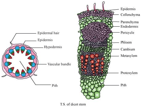 NCERT Solutions Class 11 Biology Chapter 6 - Anatomy of Flowering Plants