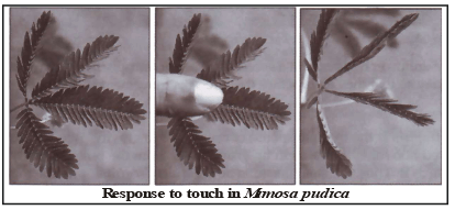 Coordination in Plants | Biology for Grade 10