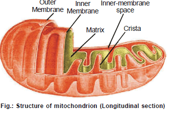 Cell Biology, Chapter Notes, Class 11, Biology