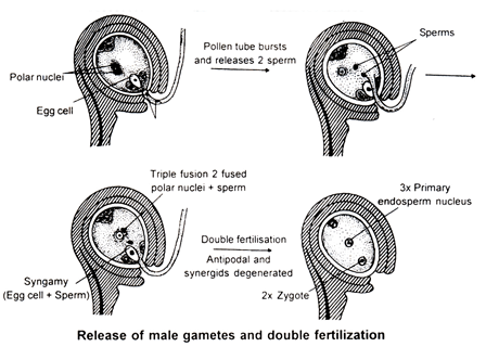 Sexual Reproduction in Flowering Plants, Chapter Notes, Class 12, Biology, Part -2