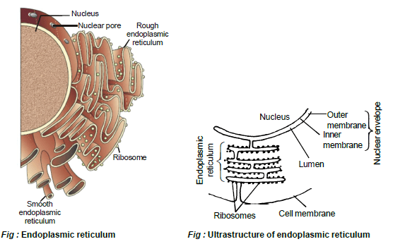 Cell Biology, Chapter Notes, Class 11, Biology