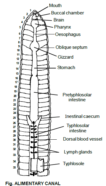 Earthworm, Chapter Notes, Class 11, Biology