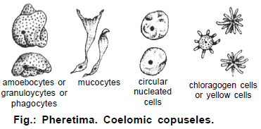 Earthworm, Chapter Notes, Class 11, Biology