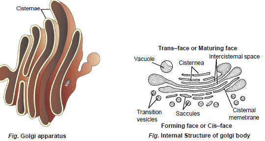Cell Biology, Chapter Notes, Class 11, Biology
