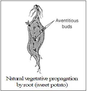 Vegetative Reproduction & Reproduction in Flowering Plants - Class 10