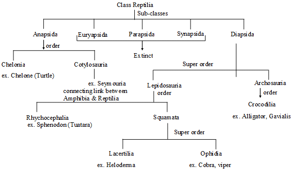 Class: Reptilia | Additional Study Material for NEET
