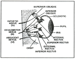 Receptors & Human Eye | Biology A-Level - A Level