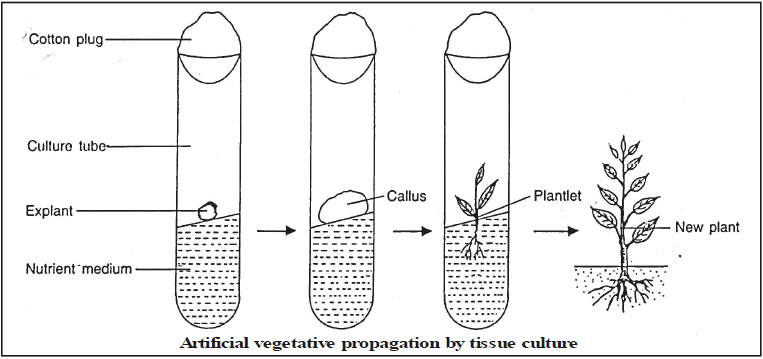 Vegetative Reproduction & Reproduction in Flowering Plants - Class 10