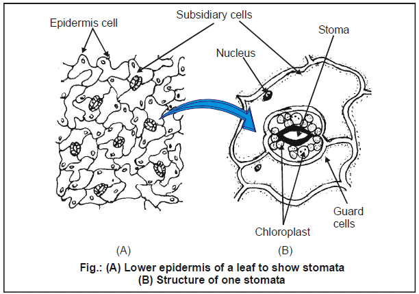 Transpiration, Chapter Notes, Class 11, Biology