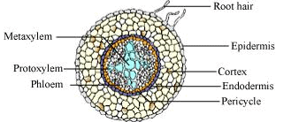 NCERT Solutions Class 11 Biology Chapter 6 - Anatomy of Flowering Plants