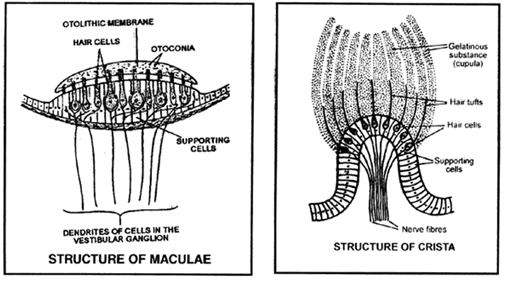 The Tongue & Ear | Biology A-Level - A Level
