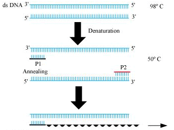 Biotechnology: Principles & Processes NCERT Solutions | Biology Class 12 - NEET