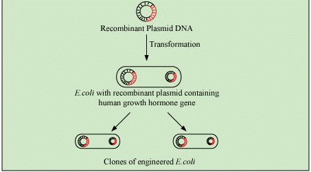 Human Gene