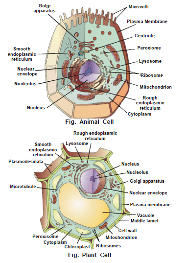 Cell Biology, Chapter Notes, Class 11, Biology