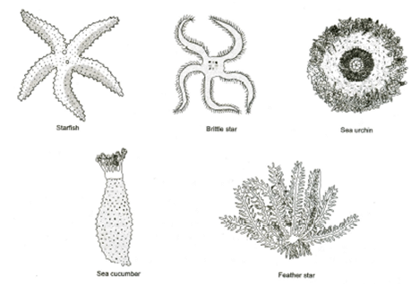 Major Animal Groups - Class 9