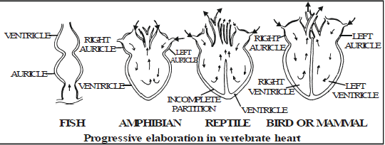 Speciation, Evolution & Classification - Class 10