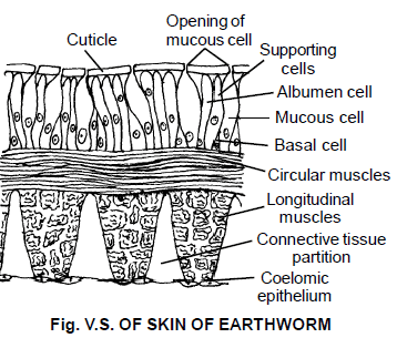 Earthworm, Chapter Notes, Class 11, Biology
