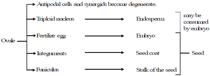 Vegetative Reproduction & Reproduction in Flowering Plants - Class 10