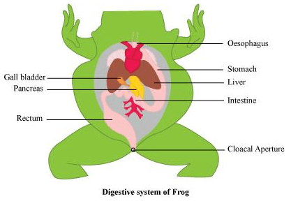 NCERT Solutions Class 11 Biology Chapter 7 - Structural Organisation in Animals