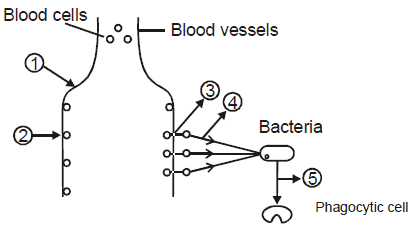Chapter Notes - Immunity and Disease, Class 12, Biology (AIPMT)