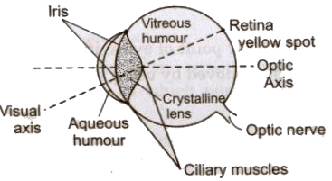 Optical Instruments | Physics Class 12 - NEET