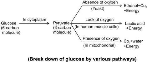 NCERT Solutions for Class 10 Science Chapter 5 - Life Processes