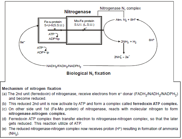 Important,Chapter,Notes,Mineral,Nutrition,Class,11,Biology
