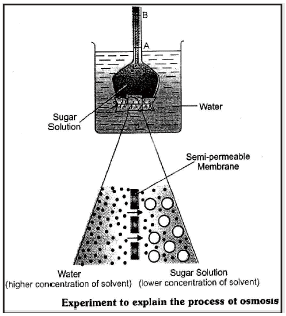 Experiment: Demonstration of Osmosis in the Laboratory.