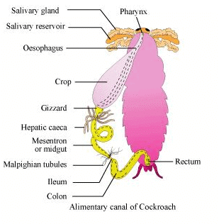 NCERT Solutions Class 11 Biology Chapter 7 - Structural Organisation in Animals