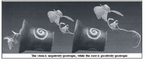 Coordination in Plants | Biology for Grade 10