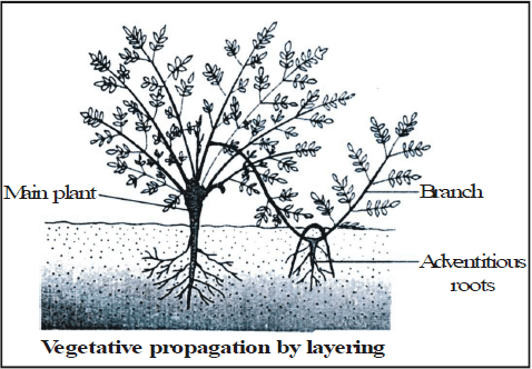 Vegetative Reproduction & Reproduction in Flowering Plants - Class 10
