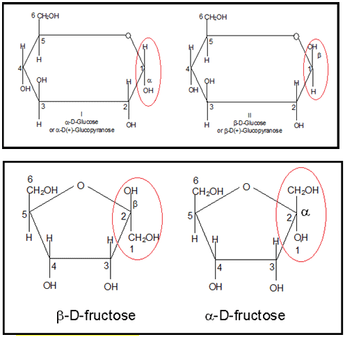 Biomolecules Class 11 Notes Biology Chapter 9