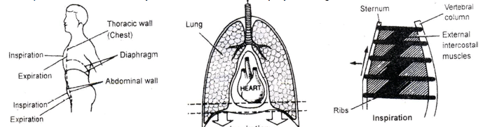 Respiratory System, Chapter Notes, Class 11, Biology