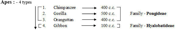 Origin & Evolution of Man | Biology for ACT